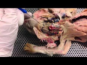 Biology 221 - Neck Muscles of the Rabbit