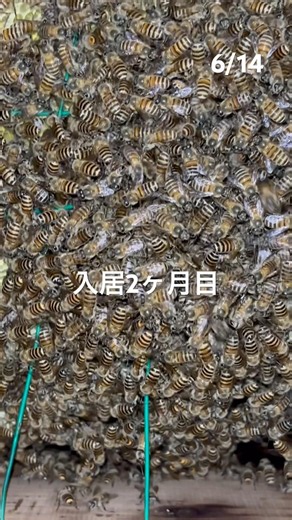 日本ミツバチの巣の成長記録♪入居二ヶ月後の6月の様子♪ #ニホンミツバチ #bee #ミツバチの巣