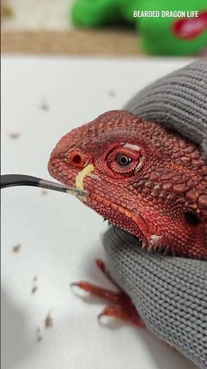 Deeply Satisfying Nose Shed Removal 2 #asmr #beardeddragon #shedding #lizard #lizardskinpeeling