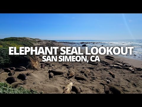 Exploring Elephant Seal Vista Point in San Simeon, CA USA Walking Tour #elephantseal #sansimeon