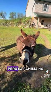 123K views · 5.6K reactions | Amor de burro ❤️ #burros #amor | ZONA PET Matamoros | Facebook