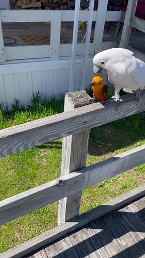 Doris May Day (@dorismayday)’s videos with original sound - Doris May Day