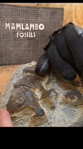 Prepping a mystery bone cluster I found over the course of 2 months #million #fossil #fossilreveal #paleontology #dolphin #nz #fypシ