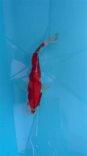 Koi Carp Goshiki Japanese 24cm/9.5" For Sale £79 Phone Rod on 07710465646.Web https://rodskoi.co.uk