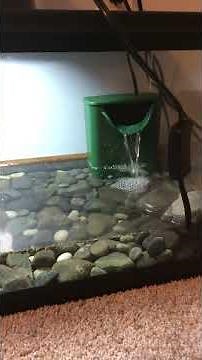 Pixie frog tank setup