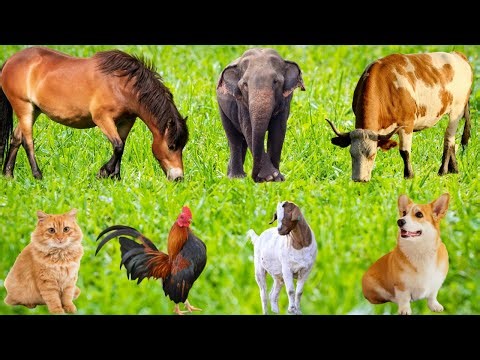 Cute Animal Moments: Cow, Chicken, Duck, Sheep, Pig, Horse, Cat, Dog-Animal Sounds