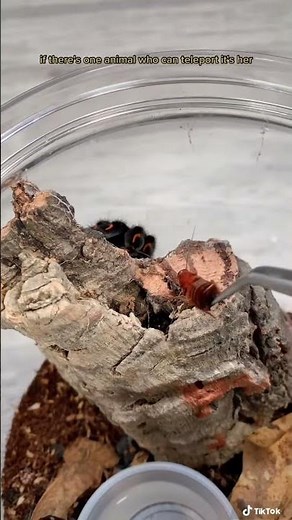 The fastest tarantula I’ve ever seen