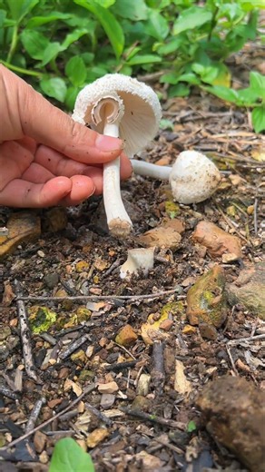 🍄✂️ Harvesting Wild Parasol-Type Mushrooms Using Hand Shears #shorts