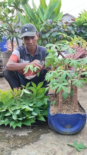 HOW TO HARVEST CASSAVA LEAVES IN JERRY CAN POTS!!