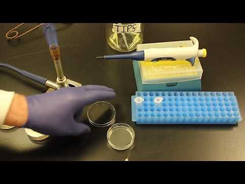 Ligation and Transformation