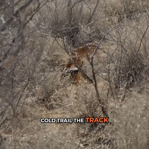 Warner Glenn is an 87-year old rancher and dry ground lion hunter in Arizona. On this episode Clay Newcomb explores the story of the Glenn’s ranch, their hunting and Warner’s incredible legacy. Warner is certainly one of the oldest living, working cowboys in America and isn’t showing any signs of slowing down as he and Clay hunt mountain lion. | MeatEater