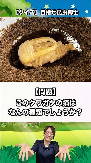 このクワガタの蛹はなんの種類でしょうか？｜【クイズ】目指せ昆虫博士！#カブトムシ #クワガタ #クワカブ #昆虫 #飼育方法 #初心者 #採集