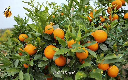 果园宣传片
