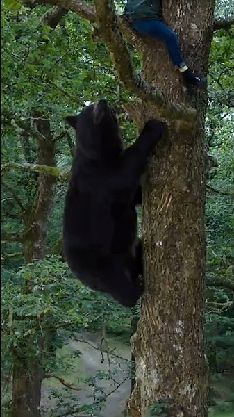 Cocaine Bear