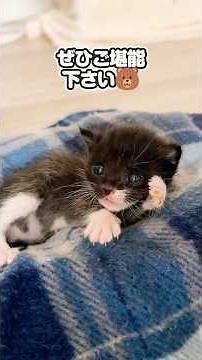 We've compiled the adorable milk and antics of little kittens and even smaller kittens! How many ...