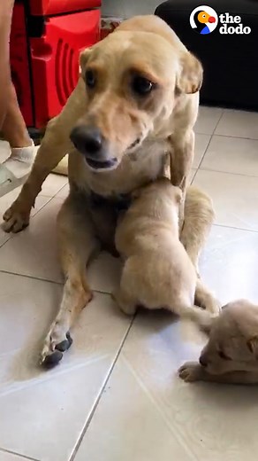 This brave dog might be the world's best mom — watch her turn into a puppy when she gets to run again ❤️ | The Dodo