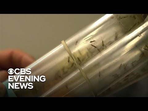 Lab-raised bugs used to combat invasive species