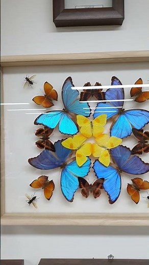 Experience making a stunning insect picture frame! Visit the 5th floor living exhibit education c...