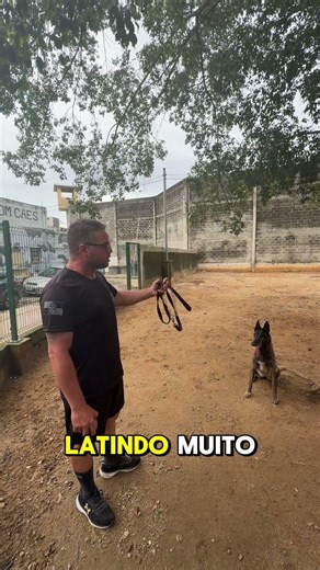 Continuação da socialização entre Java e Frida. #dog #cachorro #pets #trending