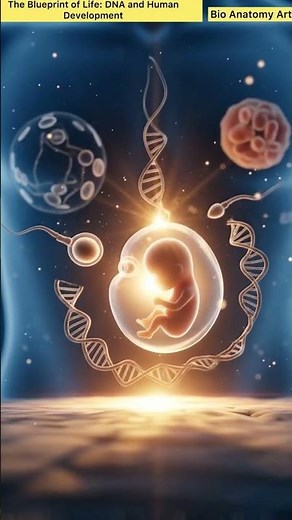 The Blueprint of Life: DNA and Human Development | Bio Anatomy Art | Gut Health