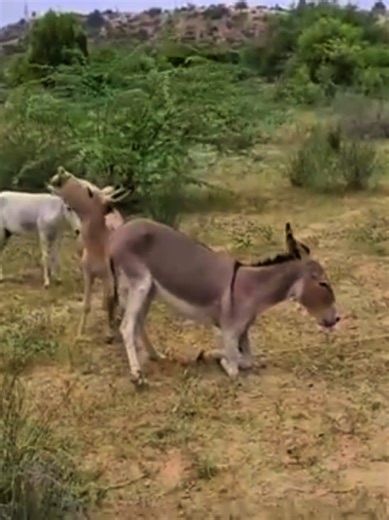 The Joy of Black Donkey Breeding and Acting