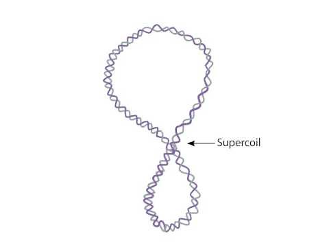 Supercoiling