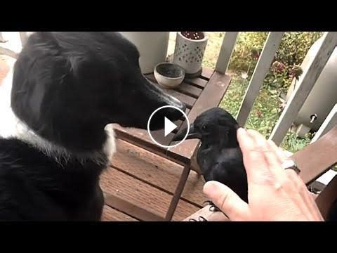 Wild crow raised by family lives like no other #Video