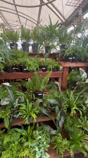 🌿 Welcome to Fern Gulley! 🌿 Today (11/11) only, all of our 4” ferns are 40% off — the perfect excuse to turn your home (or office) into a lush little jungle. From delicate fronds to bold textures, these green beauties bring instant calm and fresh air wherever they grow. 💚 Don’t miss your chance to grow your own Fern Gulley paradise — sale ends today! #GulleyGreenhouse #FortCollins #FernGulley #PlantSale #HouseplantHeaven | Gulley Greenhouse Inc.