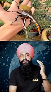 3M views · 10K reactions | The Stag Beetle: The Most Expensive Insect in the World? #StagBeetle #InsectCollecting #facts | Jot TV | Facebook
