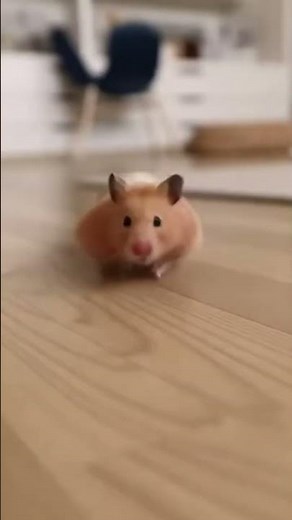 "Playful Hamster Having Fun 🐹💛"