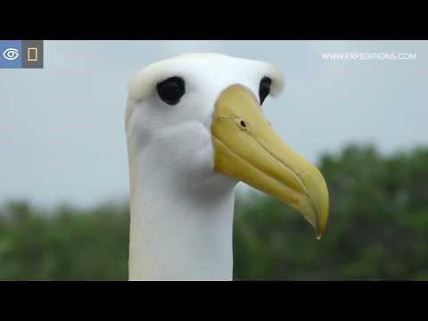 Waved Albatross Dances | Galápagos | Lindblad Expeditions-National Geographic