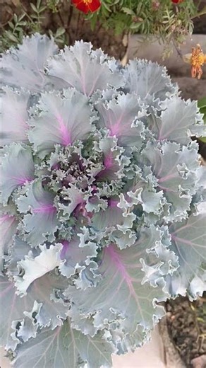 yeh vaada Raha ( Tu tu hai wahi hey vaada Raha #flowers #garden