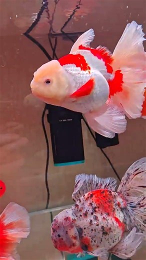Beautiful Goldfish @HappyFishId #youtubeshorts #fish #goldfish #videoshort