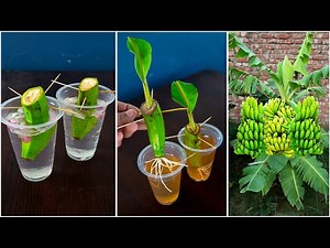 How to grow banana tree from banana fruit || Banana growing method