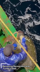 Removing Barnacles Form Turtle's Shell | Beautiful World