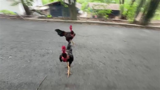 Twin fighting roosters repeatedly attack joggers going past their house