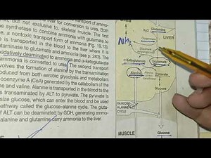 Oxidative deamination biochemistry| transport of ammonia to liver| amino acid metabolism| metabolism