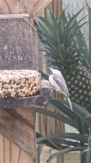 Carolina Chickadee staying a little longer for some snacks! (November 16,2025)