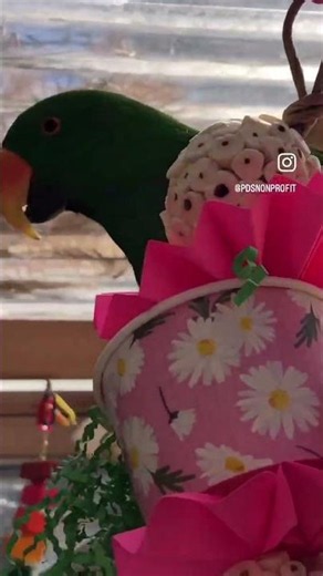 Eclectus Parrot Enrichment: Foraging Time
