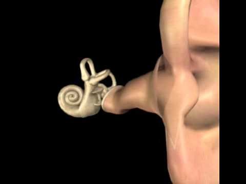 Oreille en 3D : S Blatrix