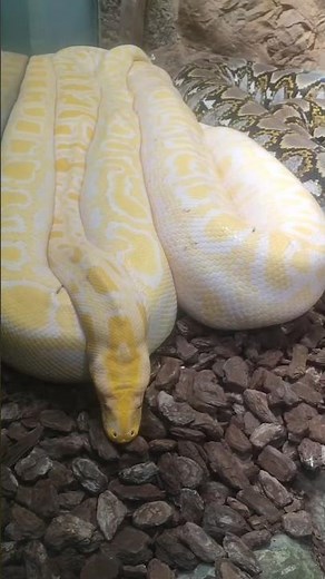 How Do Snakes Sleep 😴