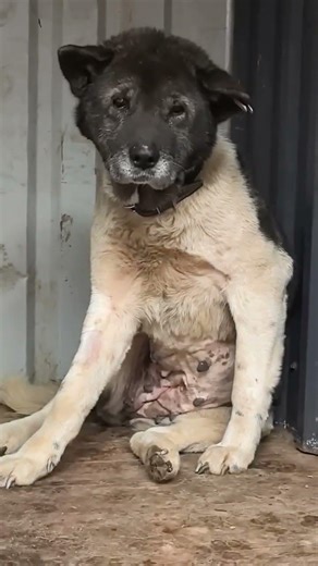 Enigma @ animal control facility