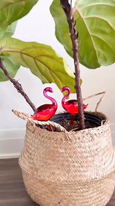 204K views · 1.5K reactions | Cute Amazon Finds 懶 Linked here: https://amzlink.to/az0PU9BEGJVub | Anya Bumag | Facebook