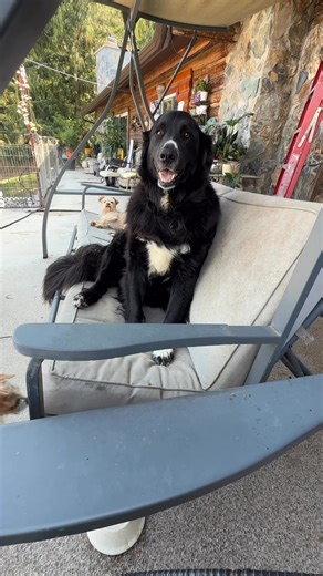 A video of what it's like around here with the rescue dogs here that are never going anywhere unfortunately but that's OK. They have a good life. ￼ | Black Dog Rescue Society of BC