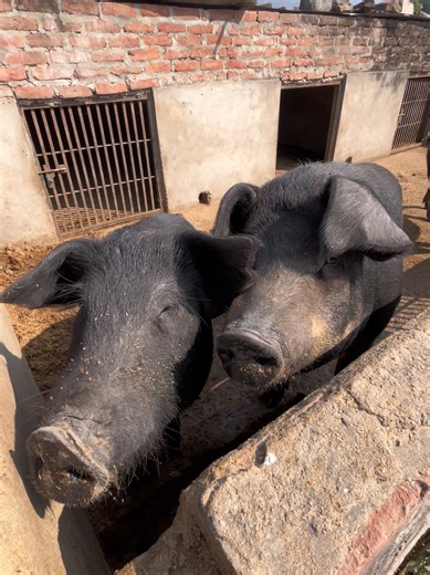 #mentionyourlove❤️💍 #missyou #routineofdangbanda #awwwwwwwwwwwwwwwwwwwwwwwwwwwwwwwwwwwwwwwwwwwwwwwwwwwwwwwwwwwwwwwwwwwww #fypシ゚viral @.