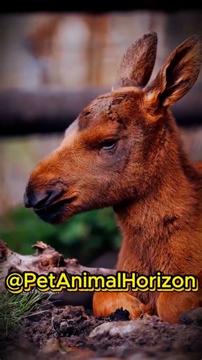 Before & After Animals Growing Up | Amazing Animal Transformation | Animals Grow Up | Part 42