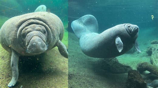 'It's going to be a long road': ZooTampa provides update after welcoming elderly manatee couple