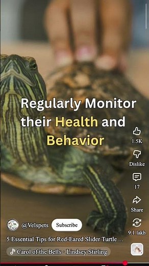 5 essential tips for red eared slider turtles to stay healthy