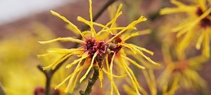 Planting A Witch Hazel Tree | DoItYourself.com