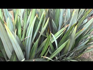 FORMIO: Phormium tenax (www.riomoros.com)